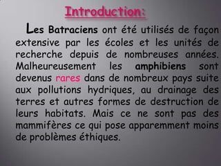 Les

Batraciens ont été utilisés de façon
extensive par les écoles et les unités de
recherche depuis de nombreuses années.
Malheureusement les amphibiens sont
devenus rares dans de nombreux pays suite
aux pollutions hydriques, au drainage des
terres et autres formes de destruction de
leurs habitats. Mais ce ne sont pas des
mammifères ce qui pose apparemment moins
de problèmes éthiques.

 
