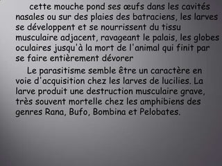 cette mouche pond ses œufs dans les cavités
nasales ou sur des plaies des batraciens, les larves
se développent et se nourrissent du tissu
musculaire adjacent, ravageant le palais, les globes
oculaires jusqu'à la mort de l'animal qui finit par
se faire entièrement dévorer
Le parasitisme semble être un caractère en
voie d'acquisition chez les larves de lucilies. La
larve produit une destruction musculaire grave,
très souvent mortelle chez les amphibiens des
genres Rana, Bufo, Bombina et Pelobates.

 
