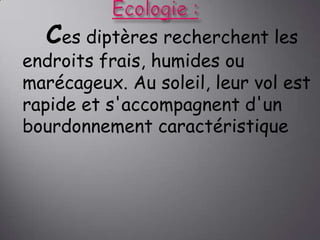 Ces diptères recherchent les

endroits frais, humides ou
marécageux. Au soleil, leur vol est
rapide et s'accompagnent d'un
bourdonnement caractéristique

 