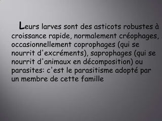 Leurs larves sont des asticots robustes à

croissance rapide, normalement créophages,
occasionnellement coprophages (qui se
nourrit d'excréments), saprophages (qui se
nourrit d'animaux en décomposition) ou
parasites: c'est le parasitisme adopté par
un membre de cette famille

 