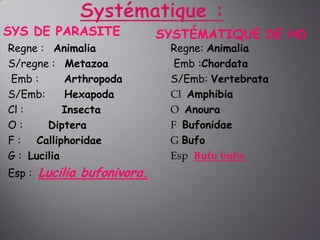 SYS DE PARASITE
Regne : Animalia
S/regne : Metazoa
Emb :
Arthropoda
S/Emb:
Hexapoda
Cl :
Insecta
O:
Diptera
F : Calliphoridae
G : Lucilia
Esp :

Lucilia bufonivora.

SYSTÉMATIQUE DE HD
Regne: Animalia
Emb :Chordata
S/Emb: Vertebrata
Cl Amphibia
O Anoura
F Bufonidae
G Bufo
Esp Bufo bufo.

 
