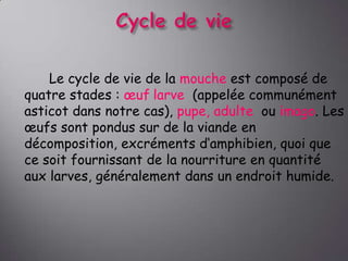 Le cycle de vie de la mouche est composé de
quatre stades : œuf larve (appelée communément
asticot dans notre cas), pupe, adulte ou imago. Les
œufs sont pondus sur de la viande en
décomposition, excréments d‘amphibien, quoi que
ce soit fournissant de la nourriture en quantité
aux larves, généralement dans un endroit humide.

 