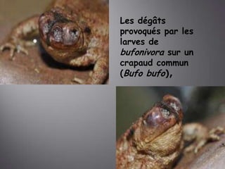 Les dégâts
provoqués par les
larves de
bufonivora sur un
crapaud commun
(Bufo bufo),

 