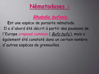 Rhabdia bufonis.
Est une espèce de parasite nématode.
Il a d'abord été décrit à partir des poumons de
l'Europe crapaud commun ( Bufo bufo.), mais a
également été constaté dans un certain nombre
d'autres espèces de grenouilles.

 
