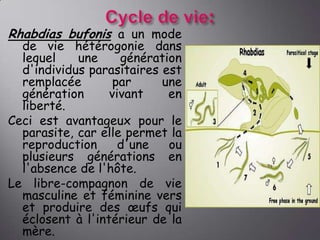 Rhabdias bufonis a un mode

de vie hétérogonie dans
lequel
une
génération
d'individus parasitaires est
remplacée
par
une
génération
vivant
en
liberté.
Ceci est avantageux pour le
parasite, car elle permet la
reproduction
d'une
ou
plusieurs générations en
l'absence de l'hôte.
Le libre-compagnon de vie
masculine et féminine vers
et produire des œufs qui
éclosent à l'intérieur de la
mère.

 