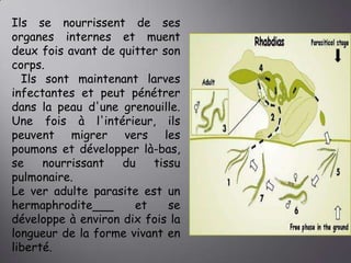 Ils se nourrissent de ses
organes internes et muent
deux fois avant de quitter son
corps.
Ils sont maintenant larves
infectantes et peut pénétrer
dans la peau d'une grenouille.
Une fois à l'intérieur, ils
peuvent migrer vers les
poumons et développer là-bas,
se
nourrissant
du
tissu
pulmonaire.
Le ver adulte parasite est un
hermaphrodite
et
se
développe à environ dix fois la
longueur de la forme vivant en
liberté.

 