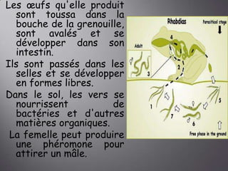 Les œufs qu'elle produit
sont toussa dans la
bouche de la grenouille,
sont avalés et se
développer dans son
intestin.
Ils sont passés dans les
selles et se développer
en formes libres.
Dans le sol, les vers se
nourrissent
de
bactéries et d'autres
matières organiques.
La femelle peut produire
une phéromone pour
attirer un mâle.

 