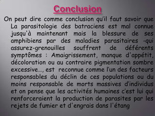On peut dire comme conclusion qu’il faut savoir que
La parasitologie des batraciens est mal connue
jusqu'à maintenant mais la blessure de ses
amphibiens par des maladies parasitaires -qui
assurez-grenouilles souffrent de déférents
symptômes : Amaigrissement, manque d'appétit,
décoloration ou au contraire pigmentation sombre
excessive…, est reconnue comme l’un des facteurs
responsables du déclin de ces populations ou du
moins responsable de morts massives d’individus
et on pense que les activités humaines c’est lui qui
renforceraient la production de parasites par les
rejets de fumier et d'engrais dans l'étang

 