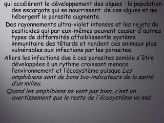 qui accélèrent le développement des algues : la population
des escargots qui se nourrissent de ces algues et qui
hébergent le parasite augmente.
Des rayonnements ultra-violet intenses et les rejets de
pesticides qui par eux-mêmes peuvent causer d'autres
types de difformités affaiblissentle système
immunitaire des têtards et rendent ces animaux plus
vulnérables aux infections par les parasites.
Allors les infections due à ces parasites semble s'être
développées à un rythme croissant menace
l’environnement et l’écosystème puisque Les

amphibiens sont de bons bio-indicateurs de la santé
d’un milieu.
Quand les amphibiens ne vont pas bien, c’est un
avertissement que le reste de l'écosystème va mal.

 
