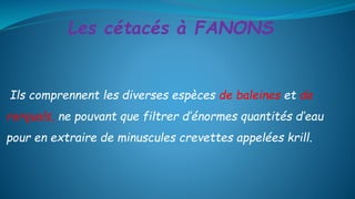 Ils comprennent les diverses espèces de baleines et de
rorquals, ne pouvant que filtrer d’énormes quantités d’eau
pour en extraire de minuscules crevettes appelées krill.
Les cétacés à FANONS
 