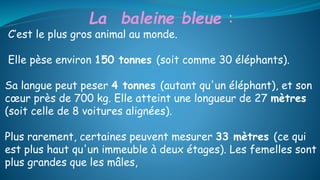 La baleine bleue :
C’est le plus gros animal au monde.
Elle pèse environ 150 tonnes (soit comme 30 éléphants).
Sa langue peut peser 4 tonnes (autant qu'un éléphant), et son
cœur près de 700 kg. Elle atteint une longueur de 27 mètres
(soit celle de 8 voitures alignées).
Plus rarement, certaines peuvent mesurer 33 mètres (ce qui
est plus haut qu'un immeuble à deux étages). Les femelles sont
plus grandes que les mâles,
 