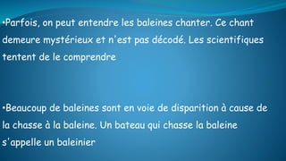 •Beaucoup de baleines sont en voie de disparition à cause de
la chasse à la baleine. Un bateau qui chasse la baleine
s'appelle un baleinier
•Parfois, on peut entendre les baleines chanter. Ce chant
demeure mystérieux et n'est pas décodé. Les scientifiques
tentent de le comprendre
 