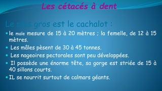 Le plus gros est le cachalot :
 le male mesure de 15 à 20 mètres ; la femelle, de 12 à 15
mètres.
 Les mâles pèsent de 30 à 45 tonnes.
 Les nageoires pectorales sont peu développées.
 Il possède une énorme tête, sa gorge est striée de 15 à
40 sillons courts.
 IL se nourrit surtout de calmars géants.
Les cétacés à dent
 