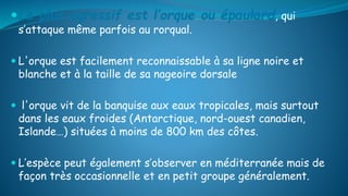 Le plus agressif est l’orque ou épaulard, qui
s’attaque même parfois au rorqual.
 L'orque est facilement reconnaissable à sa ligne noire et
blanche et à la taille de sa nageoire dorsale
 l'orque vit de la banquise aux eaux tropicales, mais surtout
dans les eaux froides (Antarctique, nord-ouest canadien,
Islande…) situées à moins de 800 km des côtes.
 L’espèce peut également s’observer en méditerranée mais de
façon très occasionnelle et en petit groupe généralement.
 