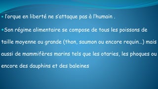  l’orque en liberté ne s’attaque pas à l’humain .
Son régime alimentaire se compose de tous les poissons de
taille moyenne ou grande (thon, saumon ou encore requin…) mais
aussi de mammifères marins tels que les otaries, les phoques ou
encore des dauphins et des baleines
 
