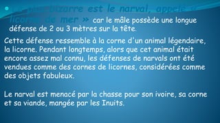  Le plus bizarre est le narval, appelé «
licorne de mer » car le mâle possède une longue
défense de 2 ou 3 mètres sur la tête.
Cette défense ressemble à la corne d'un animal légendaire,
la licorne. Pendant longtemps, alors que cet animal était
encore assez mal connu, les défenses de narvals ont été
vendues comme des cornes de licornes, considérées comme
des objets fabuleux.
Le narval est menacé par la chasse pour son ivoire, sa corne
et sa viande, mangée par les Inuits.
 