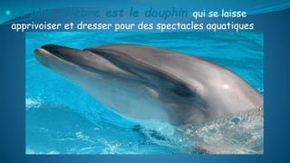 Le plus célèbre est le dauphin qui se laisse
apprivoiser et dresser pour des spectacles aquatiques
 