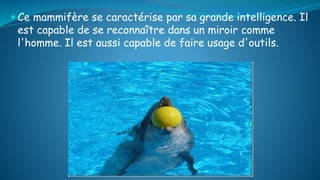  Ce mammifère se caractérise par sa grande intelligence. Il
est capable de se reconnaître dans un miroir comme
l'homme. Il est aussi capable de faire usage d'outils.
 