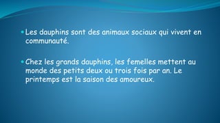  Les dauphins sont des animaux sociaux qui vivent en
communauté.
 Chez les grands dauphins, les femelles mettent au
monde des petits deux ou trois fois par an. Le
printemps est la saison des amoureux.
 