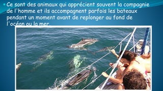  Ce sont des animaux qui apprécient souvent la compagnie
de l'homme et ils accompagnent parfois les bateaux
pendant un moment avant de replonger au fond de
l'océan ou la mer.
 