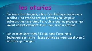 les otaries
• Cousines des phoques, elles s'en distingues grâce aux
oreilles : les otaries ont de petites oreilles pour
entendre les sons dans l'air, alors que les phoques, qui
vivent essentiellement sous l'eau, n'en n'ont pas.
• Les otaries sont très à l'aise dans l'eau, mais
également sur terre : leurs pattes servent aussi bien à
marcher qu'à nager.
 