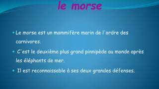 le morse
 Le morse est un mammifère marin de l'ordre des
carnivores.
 C'est le deuxième plus grand pinnipède au monde après
les éléphants de mer.
 Il est reconnaissable à ses deux grandes défenses.
 