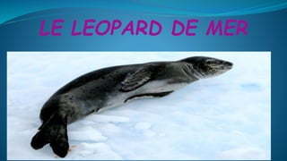 LE LEOPARD DE MER
 