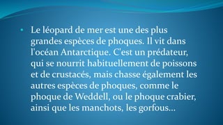 • Le léopard de mer est une des plus
grandes espèces de phoques. Il vit dans
l'océan Antarctique. C'est un prédateur,
qui se nourrit habituellement de poissons
et de crustacés, mais chasse également les
autres espèces de phoques, comme le
phoque de Weddell, ou le phoque crabier,
ainsi que les manchots, les gorfous...
 