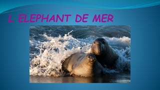 L ELEPHANT DE MER
 