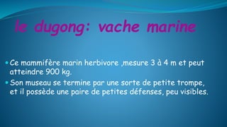 le dugong: vache marine
 Ce mammifère marin herbivore ,mesure 3 à 4 m et peut
atteindre 900 kg.
 Son museau se termine par une sorte de petite trompe,
et il possède une paire de petites défenses, peu visibles.
 