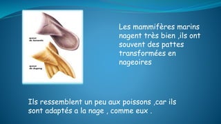 Les mammifères marins
nagent très bien ,ils ont
souvent des pattes
transformées en
nageoires
Ils ressemblent un peu aux poissons ,car ils
sont adaptés a la nage , comme eux .
 