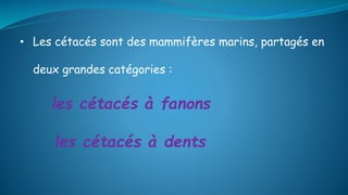 • Les cétacés sont des mammifères marins, partagés en
deux grandes catégories :
les cétacés à fanons
les cétacés à dents
 