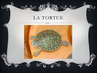 LA TORTUE
 