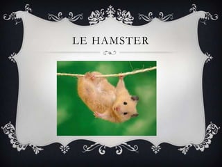 LE HAMSTER
 