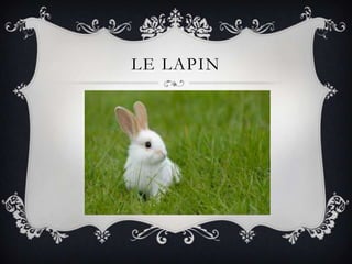 LE LAPIN
 