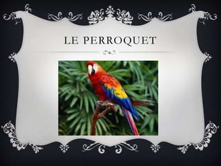 LE PERROQUET
 