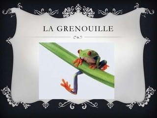 LA GRENOUILLE
 