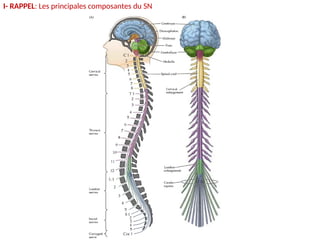 I- RAPPEL: Les principales composantes du SN
 