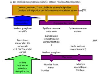 Cerveau, cervelet, Tronc cérébrale et moelle épinière
(analyse et intégration des informations sensorielles et motrices)
SNC
Composantes
sensorielles Composantes motrices
A- Les principales composantes du SN et leurs relations fonctionnelles
SNP
Effecteurs
Milieu
intérieur et
extérieur
(température,
Muscles lisses
Cœur
Glandes
Muscles
squelettiques
(posture,
locomotion,
Système somato-
moteur
Nerfs moteurs
(motoneurones)
Système nerveux
autonome
Composante
sympathique et
parasympathiqu
e
Nerfs et ganglions
Nerfs et ganglions
sensitifs
Récepteurs
sensoriels ( à la
surface de
et à l’intérieur dur
corps)
 