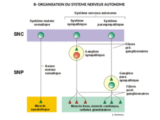 B- ORGANISATION DU SYSTEME NERVEUX AUTONOME
 