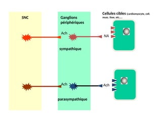 SNC Ganglions
périphériques
Ach
sympathique
Ach
parasympathique
Cellules cibles (cardiomyocyte, cell.
musc. lisse, etc…..
NA
Ach
 