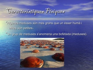 Característiques FísiquesCaracterístiques Físiques
**Algunes meduses són més grans que un ésser humà iAlgunes meduses són més grans que un ésser humà i
altres són petitesaltres són petites..
**Un grup de meduses s'anomena una bofetada (meduses).Un grup de meduses s'anomena una bofetada (meduses).
 