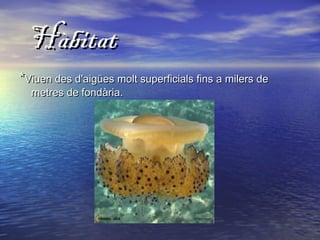 HàbitatHàbitat
**Viuen des d'aigües molt superficials fins a milers deViuen des d'aigües molt superficials fins a milers de
metres de fondària.metres de fondària.
 