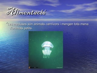 AlimentacióAlimentació
**Les meduses són animals carnívors i mengen tota menaLes meduses són animals carnívors i mengen tota mena
d’animals petits.d’animals petits.
 