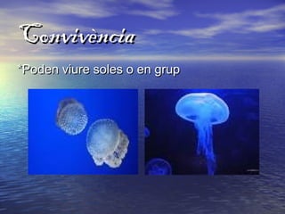 ConvivènciaConvivència
*Poden viure soles o en grup*Poden viure soles o en grup
 