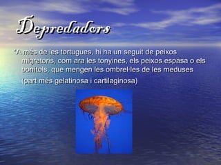 DepredadorsDepredadors
*A més de les tortugues, hi ha un seguit de peixos*A més de les tortugues, hi ha un seguit de peixos
migratoris, com ara les tonyines, els peixos espasa o elsmigratoris, com ara les tonyines, els peixos espasa o els
bonítols, que mengen les ombrel·les de les medusesbonítols, que mengen les ombrel·les de les meduses
(part més gelatinosa i cartilaginosa)(part més gelatinosa i cartilaginosa)
 