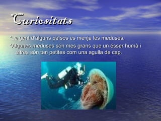 CuriositatsCuriositats
*La gent d’alguns països es menja les meduses.*La gent d’alguns països es menja les meduses.
*Algunes meduses són mes grans que un ésser humà i*Algunes meduses són mes grans que un ésser humà i
altres són tan petites com una agulla de cap.altres són tan petites com una agulla de cap.
 
