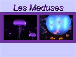 Les Meduses
 