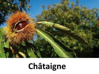 Haga clic para modificar el estilo de subtítulo del patrón
Châtaigne