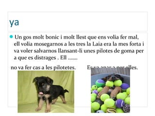 ya
Un gos molt bonic i molt llest que ens volia fer mal,
ell volia mosegarnos a les tres la Laia era la mes forta i
va voler salvarnos llansant-li unes pilotes de goma per
a que es distrages . Ell …….
no va fer cas a les pilotetes. Es va anar a per elles.
 